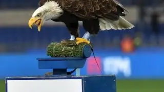 S.S. Lazio - Arrivano le Aquile