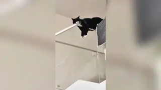 cats finding weird places to sleep.