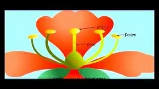 Pollination Movies for Kids in Hindi