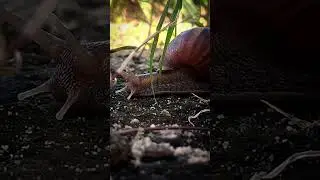 Snail is traveling with perseverance #snailvideo  #nature