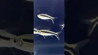 Must See🔥🐠(ACF611)Penguin Tetra fish in tank #freshwater #shorts #fish #trending