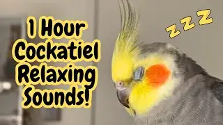 Cockatiel Sound | Beak Grinding with Rain ASMR Conditioned Calm 1 Hour | TheParrotTeacher