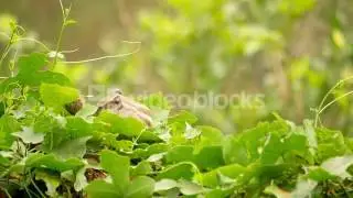 PALM SQUIRREL IN GREEN FOLIAGE HGK  EMZL