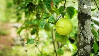 Green Art Solutions Plant Nursery - Mathugama Official Trailer