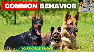 Dog Behavior Explained | Dog Behavior Analysis