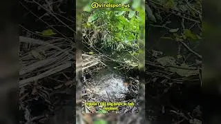 Epic Catch! Fishing in the Most Unexpected Place! #shorts #shortvideo #viral #trending #ytshorts