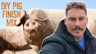 What We Feed Our Pig Before Butchering | Finish Feeding for the Best Meat.