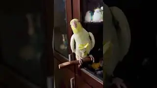 Handsome Birdie 🍃#birbolove #birdscontent #birdcontent #birbocontent #birbcontent #birdsreunion #b