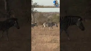 Zebras on the move #animals #wildanimals #tourism #africa #wildlife #nature #zebra #africa