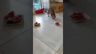 Сервалы завтракают ,по строго аппетита. #caracal #servalcats #сервал #serval #каракал.