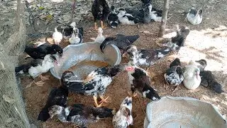 Raising chickens duck and geese according to rural and family traditions