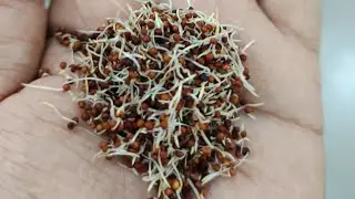 Unlocking the Magic of Sprouted Grains & Pulses | Cold-Milled Goodness! 🥣 #organicfood #healthyfood