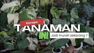 OBRAL MONVAR‼️Monstera variegata murah‼️tanaman hias murah #tanamanhias #tanamanhiasmurah