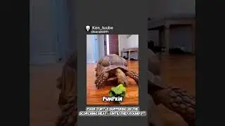 Poor Turtle Suffering in The Scorching Heat&hellip; Until They Found It!