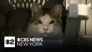 Cats rescued after Happy Cat Sanctuary fire now up for adoption