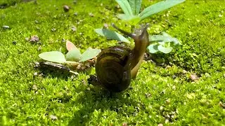 Exploring the Miniature Worlds of Snails #snails #nature