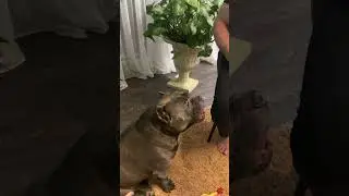 Попрошайка в деле, Уно) #американскийбулли #americanbully #щенкибулли #буллипокет