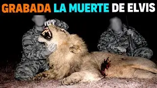 Le&oacute;n blanco de 360 kg MUERE EN LOS BRAZOS del hombre que lo salv&oacute;