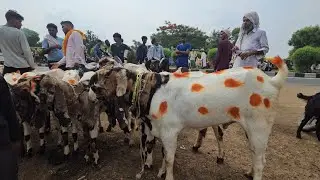 बालाहेरी बकरा मंडी राजस्थान | Live Docomentry Totapari Goats | तोतापुरी टॉप क्वालिटी बच्चे ही बच्चे