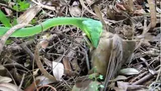 Oxybelis fulgidus comiendo Turdus grayii