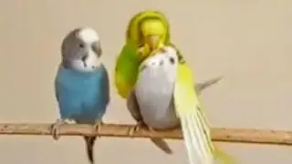 Budgies Mating ( 2 Males 1 Female )