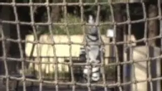 Zookeepers perform annual escaped animal drill