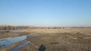 Cremona, una mandria di cinghiali in riva al Po