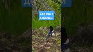 Сорока с добычей. Magpie with prey. #birds #птицы #nature #wildlife #сорока #magpie #wildbirds