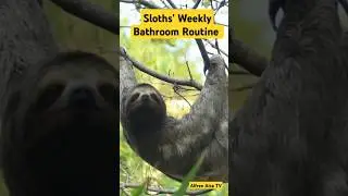 Sloths' Weekly Bathroom Routine!