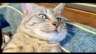 99% Will Get Sleepy in 5 Minutes | Relaxing Cat & Water woodball Sounds