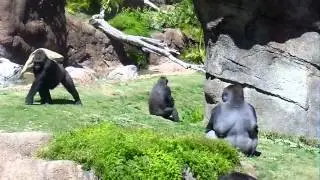 Campo Gorilla Reserve