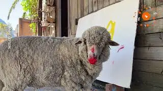 A Sheep&rsquo;s Artistic Valentine! 🐑🎨 | PAWSOME PETS