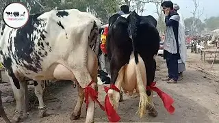Friesian cross cow for sale at doli shaheed mandi jhang #cow #friesiancow #maweshimandi
