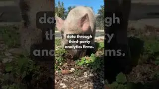 Цены на мясо завышены.