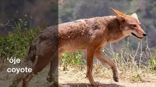 Coast Miwok Animals