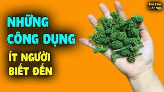 Hoa tam thất c&oacute; t&aacute;c dụng g&igrave;? Những c&ocirc;ng dụng bất ngờ nhiều người chưa biết