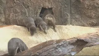 NC Aquarium at Fort Fisher introduces its first otter pups to public