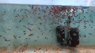 Yellow Jacket 3 weeks old Fry@ Cichlid Park - Sri Lanka