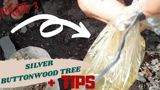 Part 3: Tips on How to Propagate Silver Buttonwood | Conocarpus Erectus