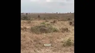 lioness save the lapord