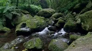 Relaxing River in Madeira&rsquo;s Forest &ndash; 10 Minutes of Calming Nature Sounds (4K UHD)