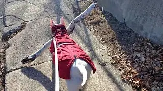 Precious Pooch is a Stick Connoisseur || ViralHog