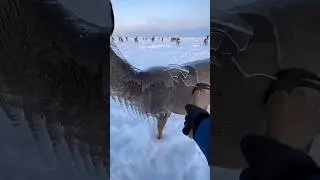 deer🦌 frojen in ice after storm then this happens 🦌🧊