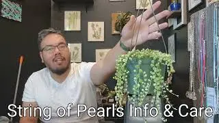 String of Pearls (Curio rowleyanus) Info & Care