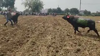 Buffalo Fight Hariyana