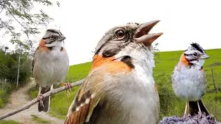 Vários Tico ticos cantando ao vivo na natureza para estímulo de canto e de casais para reprodução