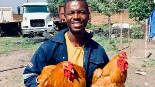 Chicken Farming: The Importance of Maintaining Pure Genetics