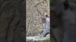 #monkeysplanet #monkeyvideo #babymonkey #cuteanimals #cutebabyvideos