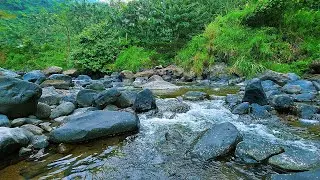 Woodland Stream Ambience – Peaceful Water & Bird Calls for Deep Relaxation 4K