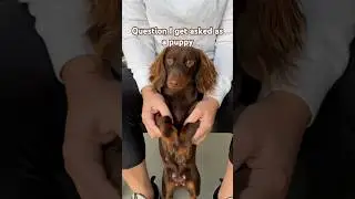 I&rsquo;m just a puppy #minidachshund #dachshundpuppy #puppy #dachshund #cutedog #cutepuppy #funnydog #dog
